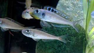 Xenotilapia bathyphilus quotKekesequot [upl. by Mort]