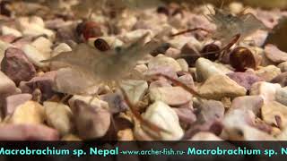 Macrobrachium sp Nepal [upl. by Amelus808]