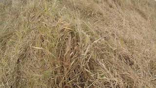 Pheasant Hunting in North Dakota 2024 GOPR0038 GOPR0039 SHOT0034 [upl. by Peursem]