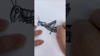 Eps17 Look real grasshopper Drawing danoartz drawing drawingtutorial drawingskill shorts [upl. by Mandie]