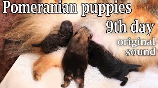 Pomeranian puppies 9th day  original sound pomeranianpuppy pomeranianlovers pomeranians [upl. by Skipper]