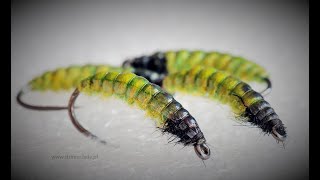 Hydropsyche  caddis larva [upl. by Matlick]