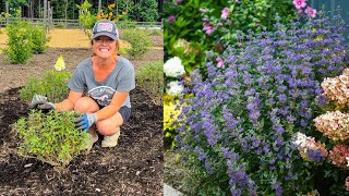 PLANTING BEYOND MIDNIGHT CARYOPTERIS  MINI GARDEN TOUR [upl. by Swords193]