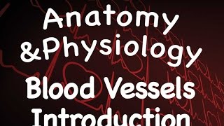 Cardiovascular System  Introduction to Blood Vessels 1408 [upl. by Sontag]