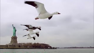 Sur les ailes des oiseaux Arte 2014 [upl. by Dam295]