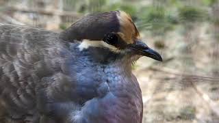 Bronzewing pigeon calling Sydney [upl. by Akenor]