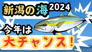 【新潟】大物が狙える大チャンス！？メーターヒラマサが連発する理由を考察してみた！【釣り】 [upl. by Oilegor]