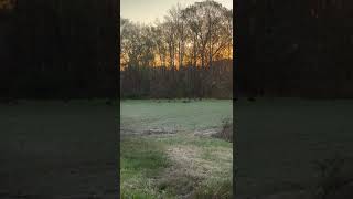 NWTF member Clint sent in this great footage of a winter flock in south central NC [upl. by Alios]