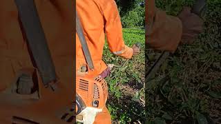 stihl fs230 teabusiness BRUNCHCUTTERtrendingshorts trendingshorts trendNEW [upl. by Zaremski230]