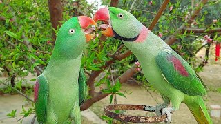 Alexandrine Parrots Mating Dance  Parrots Kissing Each Other [upl. by Pastelki938]