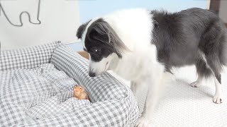 Border Collie Shocked by the Rescued Tiny Kitten Occupying Her Bed [upl. by Tennaj]