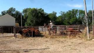 Cattle handling with horse and dogs using Bud Williams method [upl. by Nrev]