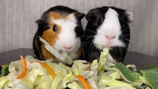 Guinea Pig Eating Lettuce Salad for Relaxation and Entertainment  Mukbang 23 [upl. by Robbert]