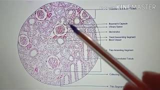 HISTOLOGY OF KIDNEY by Dr BENJAMIN WINCENT [upl. by Herwick974]