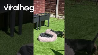 Mini Dachshund Drags Bed Outside to Enjoy the Sun  ViralHog [upl. by Milburn]