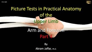 Picture tests in upper limb anatomy arm and forearm 4 [upl. by Ahsilram]