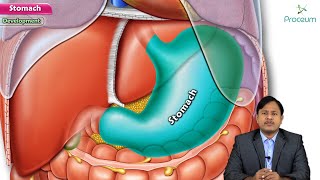 Anatomy of Stomach  Location Relations Arterial supply Venour drainage Nerve supply Embryology [upl. by Pettifer]