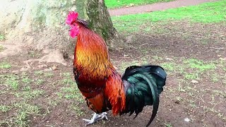 Rooster Crowing Compilation Plus  Rooster crowing sounds Effect 2024 [upl. by Nnawaj]