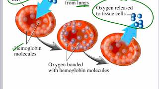 Mr Walkers Biology 20 Blood [upl. by Alfonso]