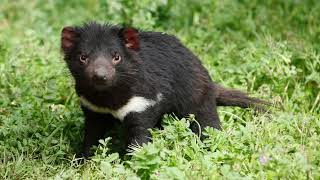 Tasmanian Devil [upl. by Salis]