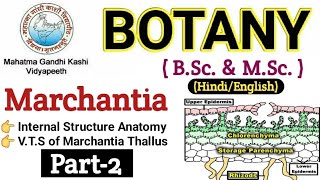 Marchantia  VTS of Marchantia ThallusBSc 1st year BotanyInternal Structure of Marchantia Thallus [upl. by Ttenna]