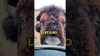 A Bison jumped up at us 😱🦬 What should we do 👻 bison bisons buffalo buffalos pet pets da [upl. by Eecats]