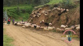 CHOFERCITO DE MALA SUERTE  la voz de los andes [upl. by Musetta]