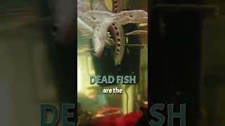 DEAD FISH are BEST Fertilizers for your Aquarium Plants STOP using Liquid Fertilizers [upl. by Netsreik]