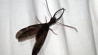 A Male Dobsonfly  An amazing large flying insect with huge jaws [upl. by Dodge]