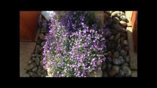 Aubretia in flower help and care Stunning HD [upl. by Uird]