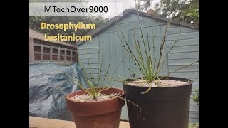 Drosophyllum Lusitanicum Care [upl. by Anchie]