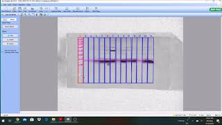 Quantifying Western Blot gels using BioRad Image Lab 6 [upl. by Weingarten]