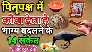 पितृपक्ष में कौए के बताये हुए 14 शुभ संकेत कौए से जुड़े शकुनअपशकुन  Crow gestures as per Hindu [upl. by Fredkin]