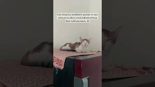 Why cats sleeps like theyre meditating 🧘‍♀️ meditation sleepmusic cats [upl. by Fuller]