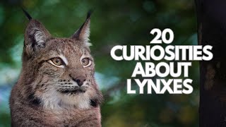 20 curiosities about lynxes [upl. by Nallac136]