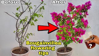 Use this fertilizer for 900 more flowering  Bougainvillea flowering tips [upl. by Nnylg]