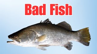 Bad Fish Cover [upl. by Ahsietal]