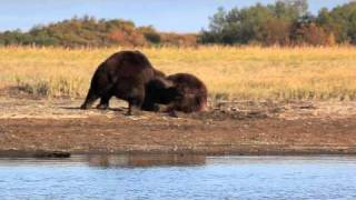 Grizzly Fight at Katmai [upl. by Cherice729]