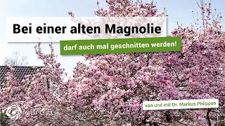 Eine alte Magnolie darf auch mal geschnitten werden  gardify Tipps [upl. by Warden893]