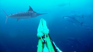 Blue Water Spearfishing Pesca Sub com Diego Santiago [upl. by Bottali29]