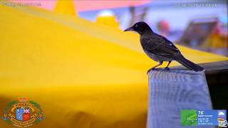 Bird at Pussers at Myetts in Cane Garden Bay Tortola British Virgin Islands [upl. by Alket285]