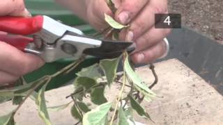 How To use Semiripe Plant Stem Cuttings to Propagate [upl. by Mahan]