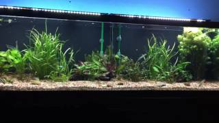 125 Gallon Freshwater Setup [upl. by Jankey634]