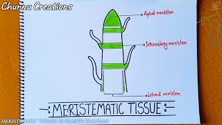 Meristemati tissue in plants diagram meristematic tissue diagram [upl. by Ressay497]