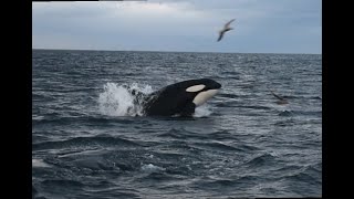 Orca baitball Skjervoy Norway 22 october 2024 [upl. by Tiffi]