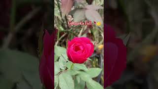 Golap ka full 🥀👍👌shortsvideoflowers gardingDhan youtuber master [upl. by Alyson]