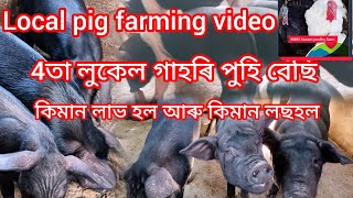 4তা লুকেল গাহৰি বেছি কিমান তকা পালে আৰু কিমান লাভ হল 6মাহত Local pig farming dhemaji jonai Assam [upl. by Galanti]