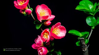 명자나무 꽃 개화 고구마 성장 타임 랩스 Chaenomeles lagenariaampIpomoea batatas LAMPlant Growing Time Lapse [upl. by Maurita987]