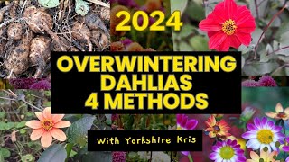 Overwintering Dahlias 4 Methods [upl. by Chita]