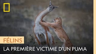 Un jeune puma achève sa première proie [upl. by Florine592]